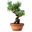 Pinus parviflora, 19 cm, ± 9 Jahre alt