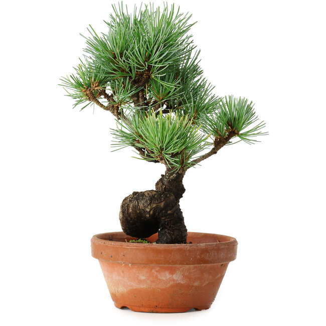 Pinus parviflora, 19 cm, ± 9 jaar oud