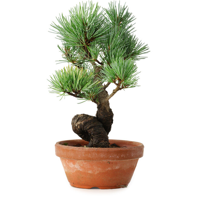 Pinus parviflora, 19 cm, ± 9 ans