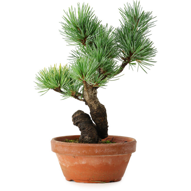 Pinus parviflora, 19 cm, ± 9 anni