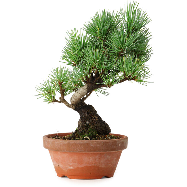 Pinus parviflora, 19 cm, ± 9 ans