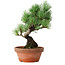 Pinus parviflora, 19 cm, ± 9 years old