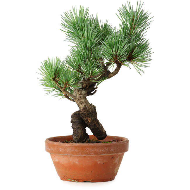 Pinus parviflora, 19 cm, ± 9 anni