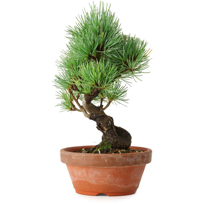Pinus parviflora, 19 cm, ± 9 años