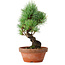 Pinus parviflora, 19 cm, ± 9 jaar oud