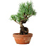 Pinus parviflora, 19 cm, ± 9 jaar oud