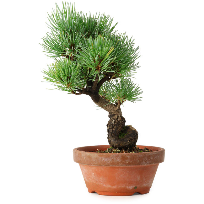 Pinus parviflora, 19 cm, ± 9 Jahre alt