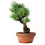 Pinus parviflora, 19 cm, ± 9 ans