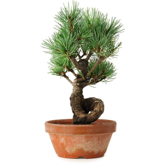 Pinus parviflora, 19 cm, ± 9 Jahre alt