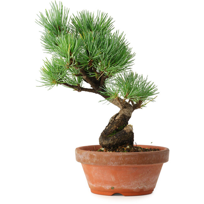 Pinus parviflora, 19 cm, ± 9 años