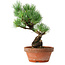 Pinus parviflora, 19 cm, ± 9 años
