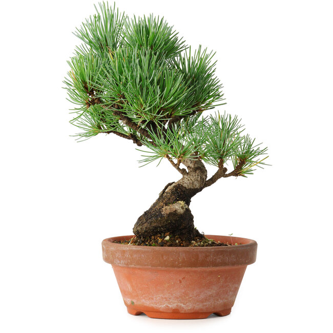 Pinus parviflora, 19 cm, ± 9 ans