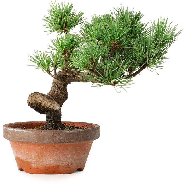 Pinus parviflora, 19 cm, ± 9 Jahre alt