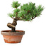 Pinus parviflora, 19 cm, ± 9 years old