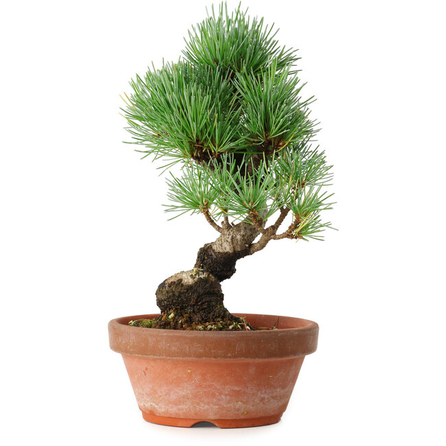 Pinus parviflora, 19 cm, ± 9 ans