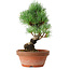 Pinus parviflora, 19 cm, ± 9 years old
