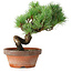 Pinus parviflora, 19 cm, ± 9 jaar oud