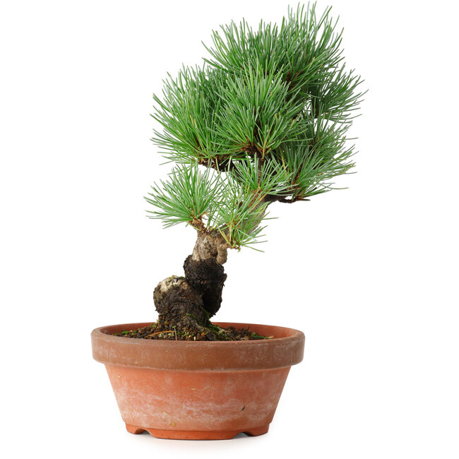 Pinus parviflora, 19 cm, ± 9 Jahre alt