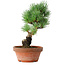 Pinus parviflora, 19 cm, ± 9 years old
