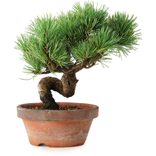 Pinus parviflora, 19 cm, ± 9 years old