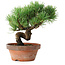 Pinus parviflora, 19 cm, ± 9 jaar oud