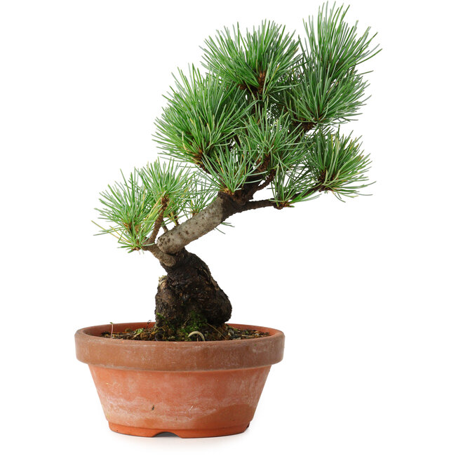 Pinus parviflora, 19 cm, ± 9 ans