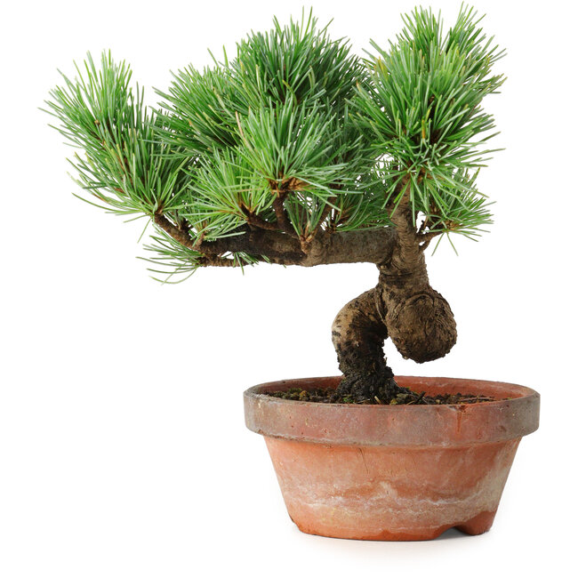 Pinus parviflora, 19 cm, ± 9 Jahre alt
