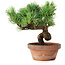 Pinus parviflora, 19 cm, ± 9 Jahre alt