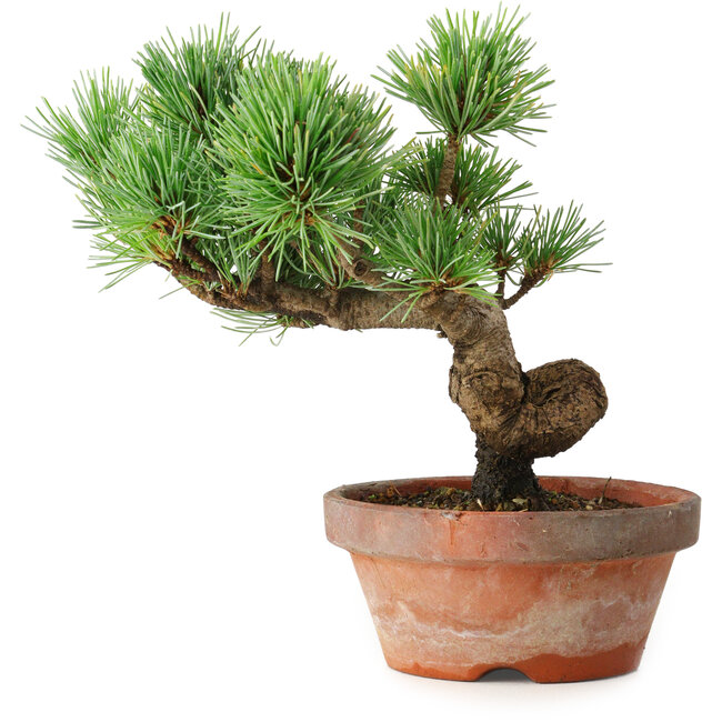 Pinus parviflora, 19 cm, ± 9 jaar oud