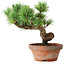Pinus parviflora, 19 cm, ± 9 Jahre alt