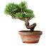 Pinus parviflora, 19 cm, ± 9 years old