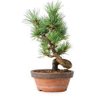 Pinus parviflora, 19 cm, ± 9 años