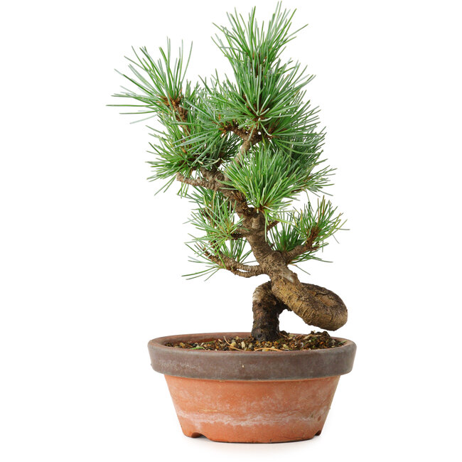 Pinus parviflora, 19 cm, ± 9 años