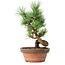 Pinus parviflora, 19 cm, ± 9 years old