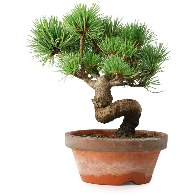 Pinus parviflora, 19 cm, ± 9 Jahre alt