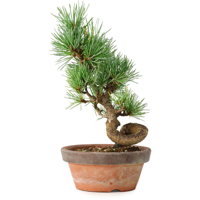 Pinus parviflora, 19 cm, ± 9 años
