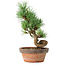 Pinus parviflora, 19 cm, ± 9 ans