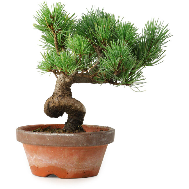 Pinus parviflora, 19 cm, ± 9 jaar oud