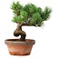 Pinus parviflora, 19 cm, ± 9 jaar oud