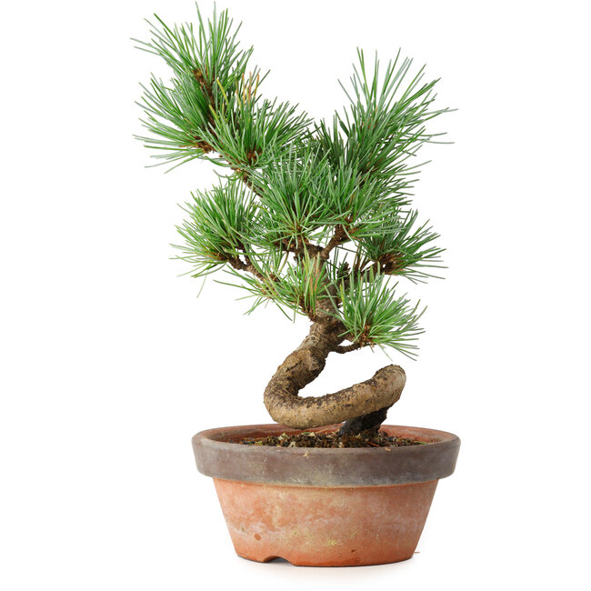 Pinus parviflora, 19 cm, ± 9 anni