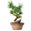 Pinus parviflora, 19 cm, ± 9 años