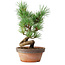 Pinus parviflora, 19 cm, ± 9 years old