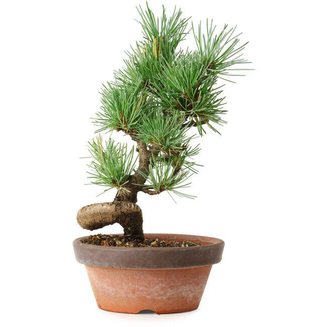 Pinus parviflora, 19 cm, ± 9 anni