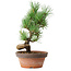 Pinus parviflora, 19 cm, ± 9 ans