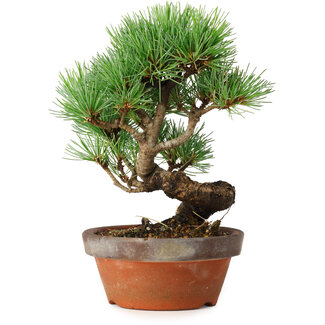 Pinus parviflora, 19 cm, ± 9 años