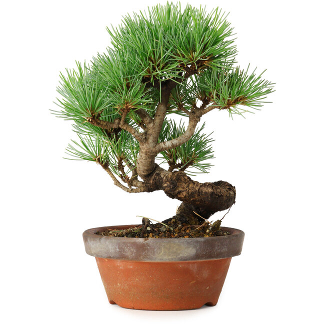 Pinus parviflora, 19 cm, ± 9 años