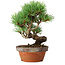 Pinus parviflora, 19 cm, ± 9 ans