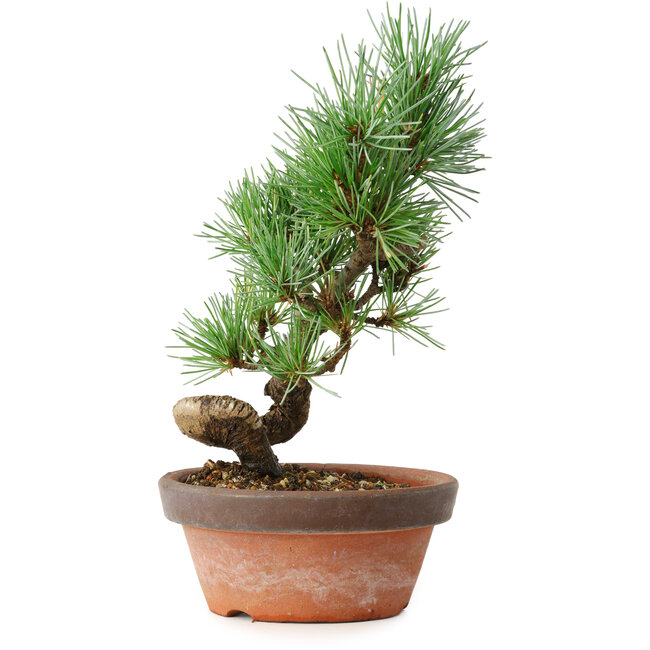 Pinus parviflora, 19 cm, ± 9 years old