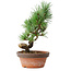 Pinus parviflora, 19 cm, ± 9 jaar oud