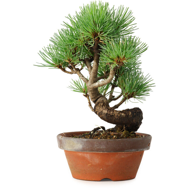 Pinus parviflora, 19 cm, ± 9 jaar oud